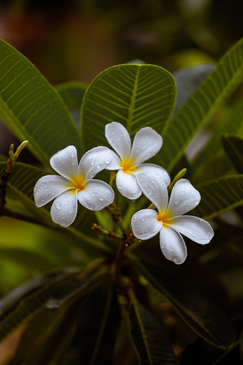 flower, frangipani, plant-8177578.jpg