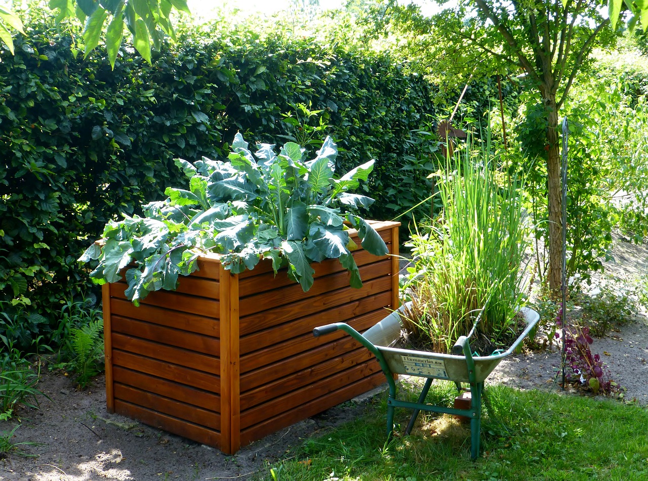 garden, raised bed, cabbage-883095.jpg