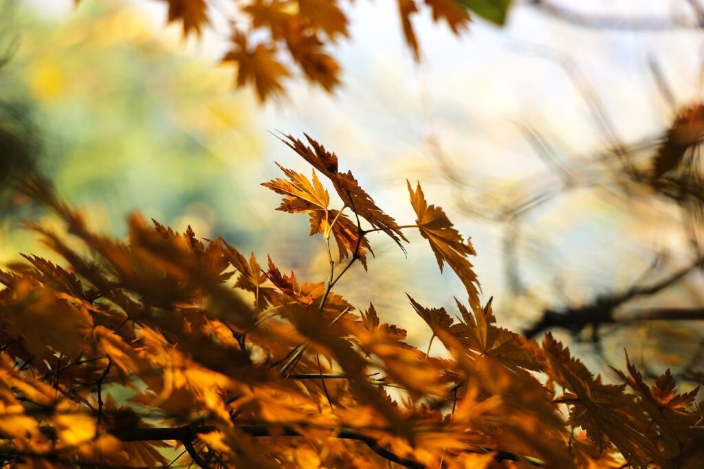 leaves, foliage, maple-507544.jpg