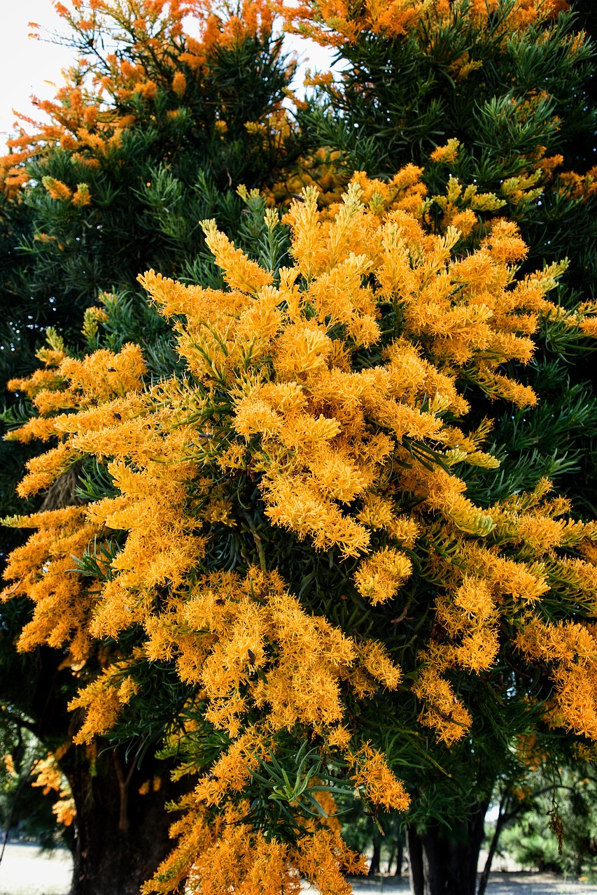 nuytsia florabunda, christmas tree, moojar-4761580.jpg